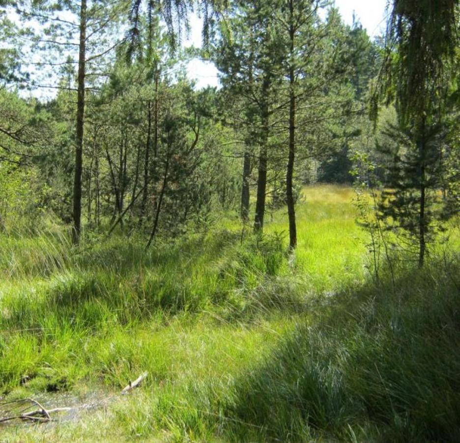 Haus Beate, Fewo Im Bienenparadies Kirchberg  外观 照片